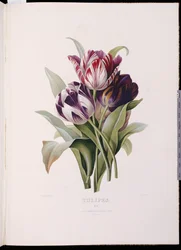 Tulips, from 