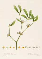 Mistletoe