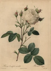 White and Pink Cabbage Rose, Rosa Centifolia