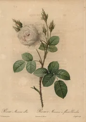 White Cabbage Rose, Rosa Muscosa Alba