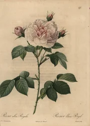 White rose hybrid Royal, Rosa alba
