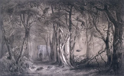 Virgin Forest on the Edge of the Blue Nile, from Voyages au Soudan Oriental et dans l