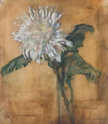 Chrysanthemum