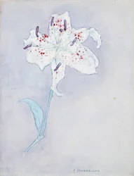 Lily, c.1920-25