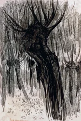 Willows