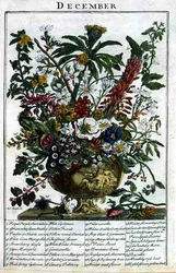 December, from The Flower Garden Displayed by Robert Furber, engraved by James Smith, pub. 1732
