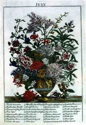 July, from The Flower Garden Displayed by Robert Furber, engraved by James Smith, pub. 1732