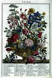 June, from The Flower Garden Displayed by Robert Furber, engraved by James Smith, pub. 1732