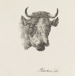 Bull