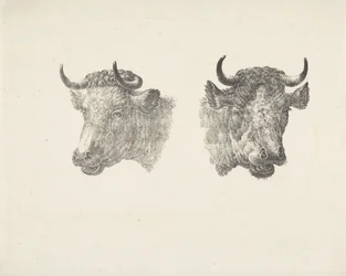 Two Bull Heads