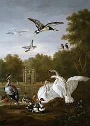 Swans, ducks and other birds in a park