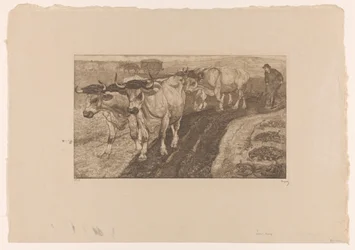 Four plowing oxen