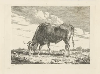 Grazing Cow