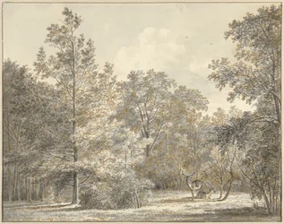 Deer in a Forest