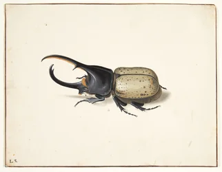 A Hercules beetle (dynastes hercules)