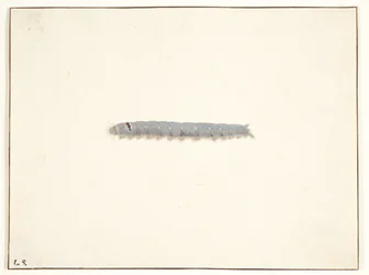 A Night Moth Larva