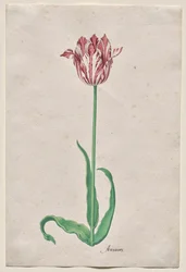 Study of a Tulip (Anvaers)