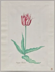 Study of a Tulip (Perregoen Machieu)