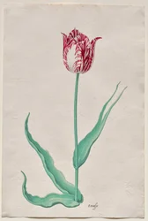Study of a Tulip (