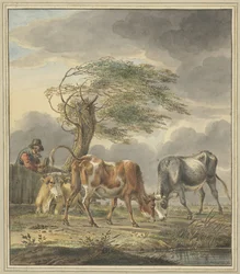 Two Young Bulls and a Cow