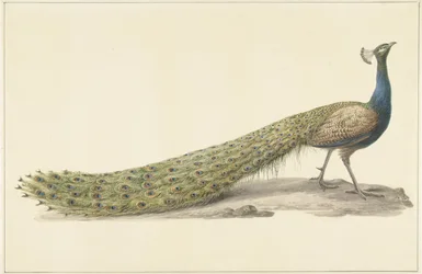 Blue Peacock
