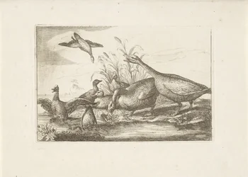Ducks and Geese