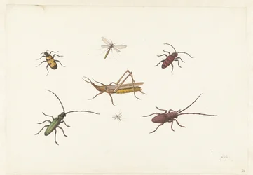 Sheet with Seven Different Insects