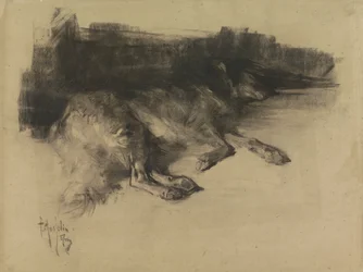 Lying, Sleeping Dog