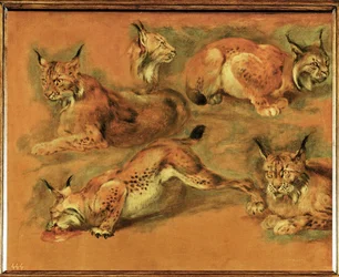 Studies of a lynx