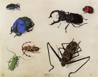Beetles