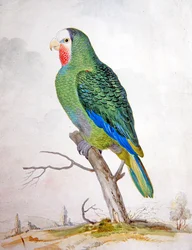 A Parrot in a Landscape