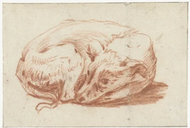 Lying Dog