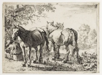 Three Horses in a Field