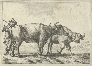 Two Buffaloes and a Herdsman