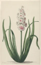 Blooming Hyacinth