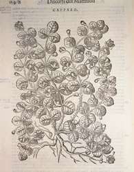 Caper Bush, engraving by Pier Andrea Mattioli