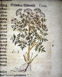 Cicuta - In 