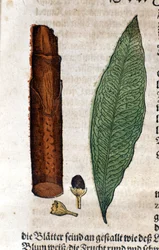 Cinnamoma. Engraving in 