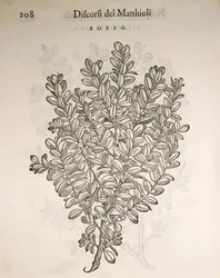 Common Box or Boxwood (Buxus sempervirens), engraving by Pier Andrea Mattioli