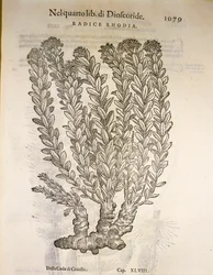 Golden Root or Roseroot (Rhodiola rosea), engraving by Pier Andrea Mattioli