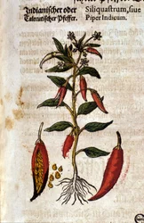 Indian pepper. Engraving in 