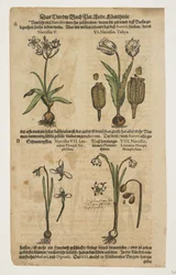 Narcissus, from Commentaries on the Six Books of Pedacius Dioscorides
