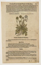 Pfaffenrorle, from Commentaries on the Six Books of Pedacius Dioscorides