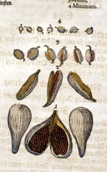 The cardamom. Engraving - in Kreutterbuch Dess Hochgelehrten unnd weitberuhmten Herrn D. Petri Andreae Matthioli by Pietro Andrea Mattioli. Frankfurt