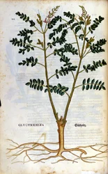 The Liquorice. Engraving in 