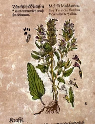 The melisse. Engraving - in 