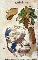 The Rhubarb. Engraving in 