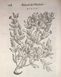 True Myrtle (Myrtus communis)