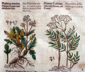 Valerian: two species with plant description