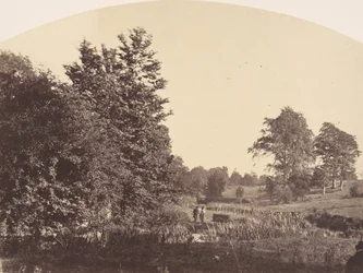 The Woodland Stream